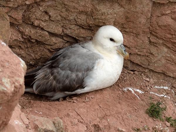 <h3><a href="/trips/helgoland/biota/animalia/chordata/aves/010 procellariiformes/002 procellariidae/fulmarus glacialis/fulmarus glacialis-nl.html">Fulmarus&nbsp;glacialis</a> / Northern&nbsp;fulmar / Noordse&nbsp;stormvogel</h3>NIKON D7100 met AF-S Nikkor 300mm f/2.8G IF-ED VR II, 1/400 sec  bij F8.0, ISO 320, afstand 29.8&nbsp;m